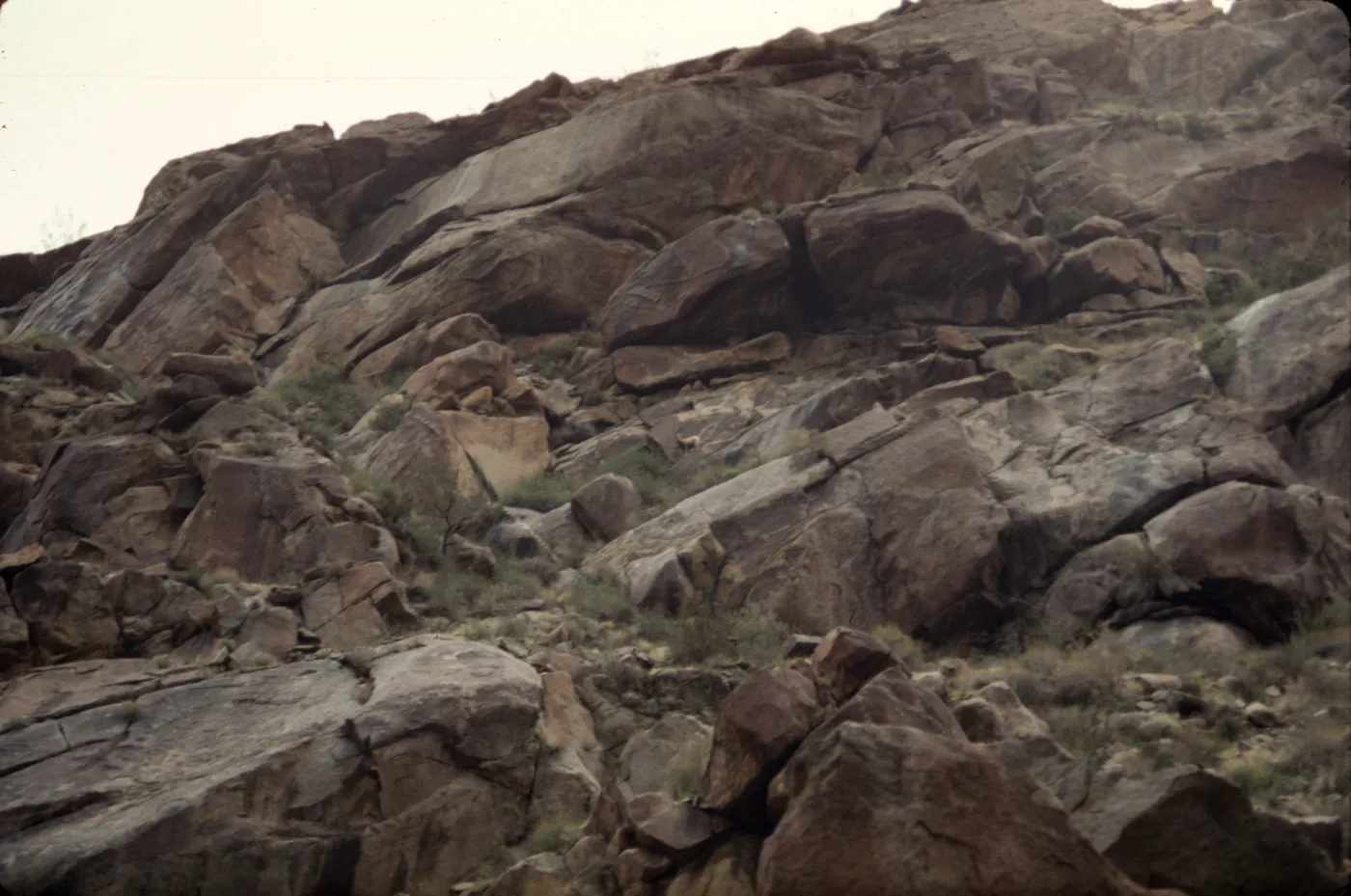 Anza-Borrego, Palm Canyon, Borrego