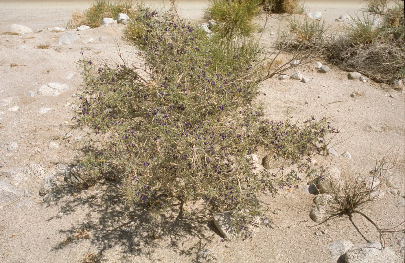 Psorothamnus