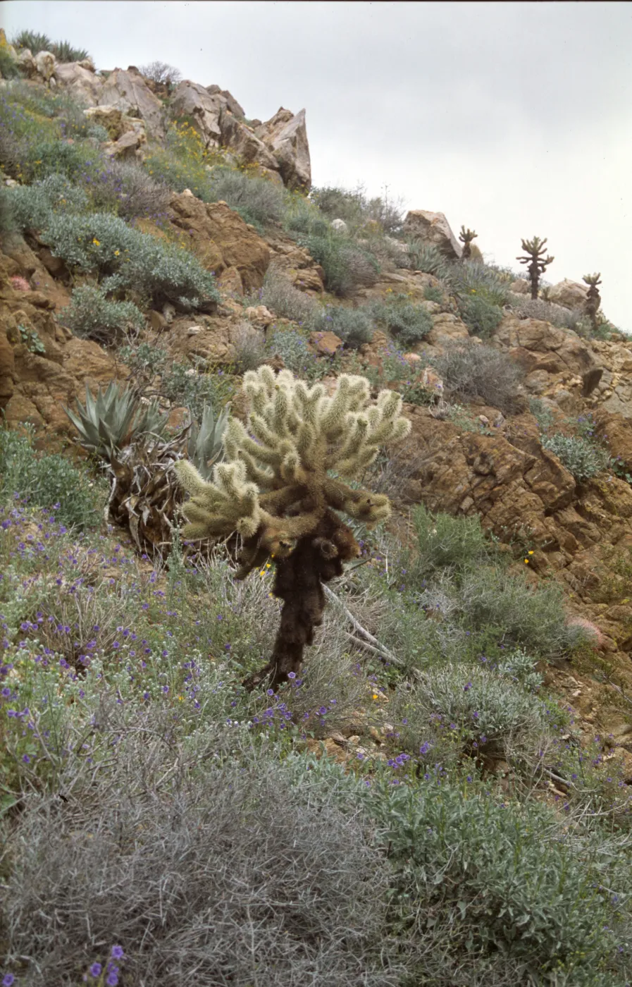 Opuntia bigelovii
