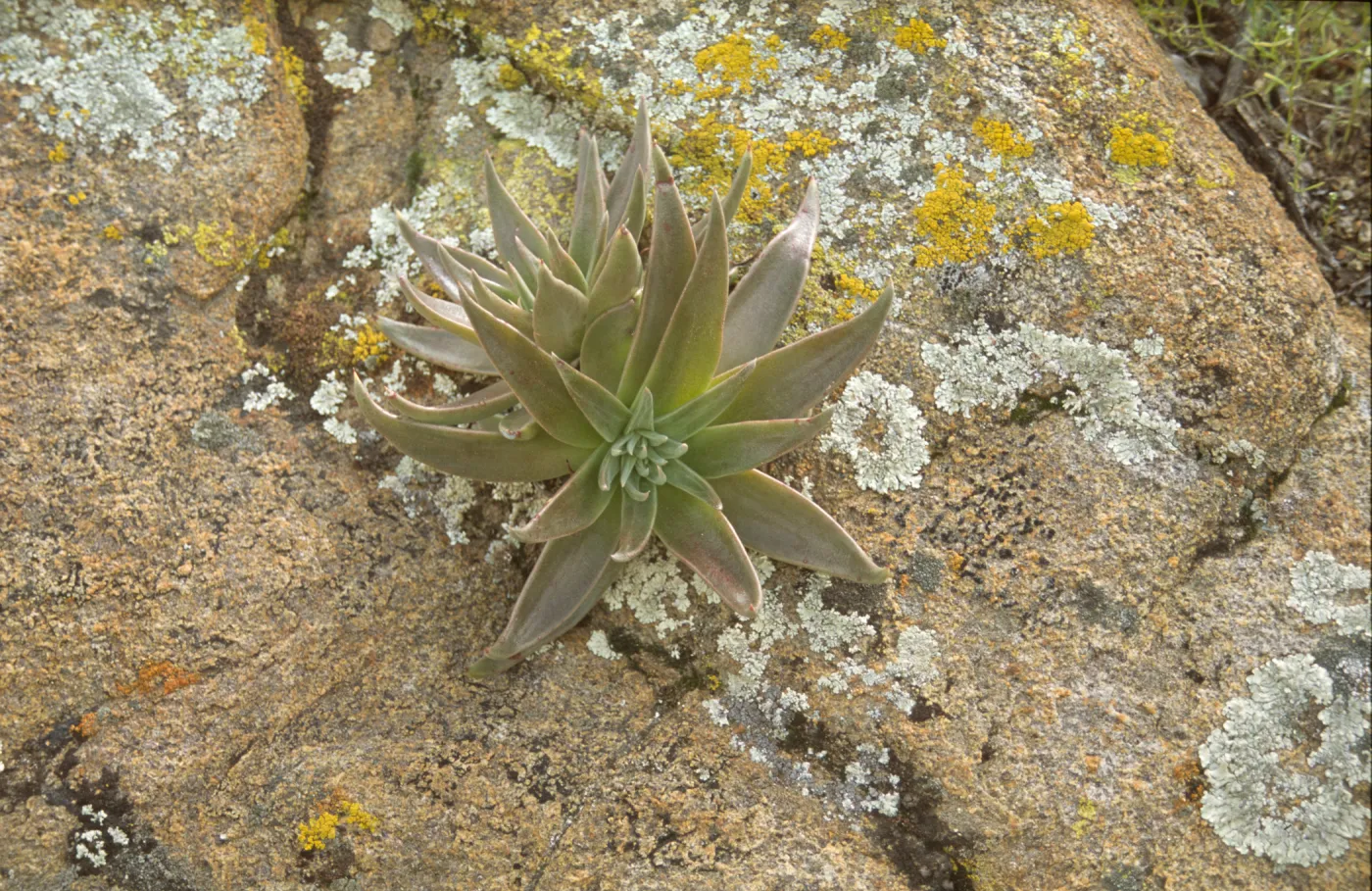 Dudleya saxosa