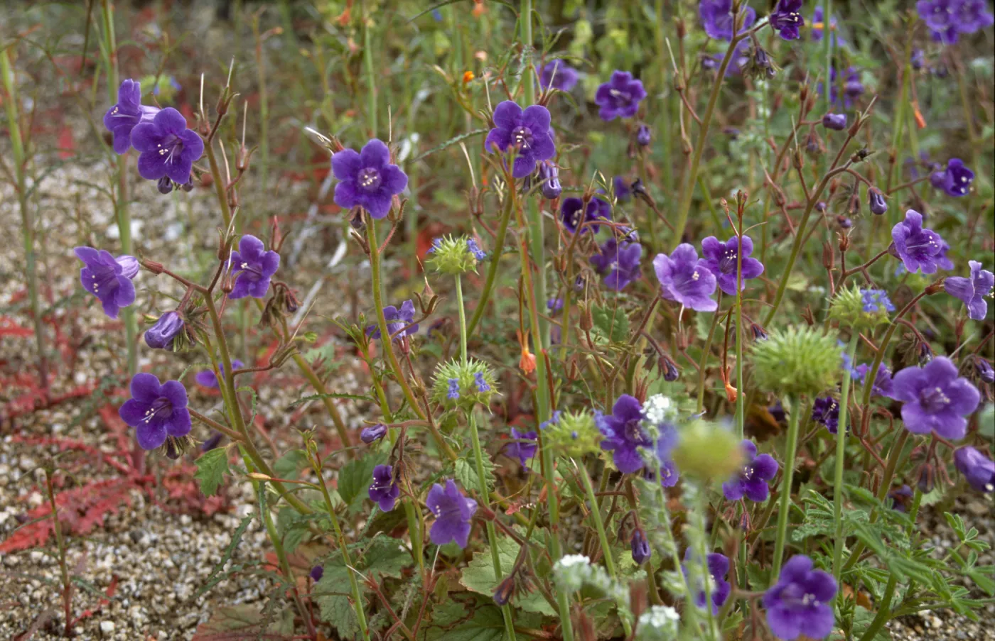 Phacelia minor