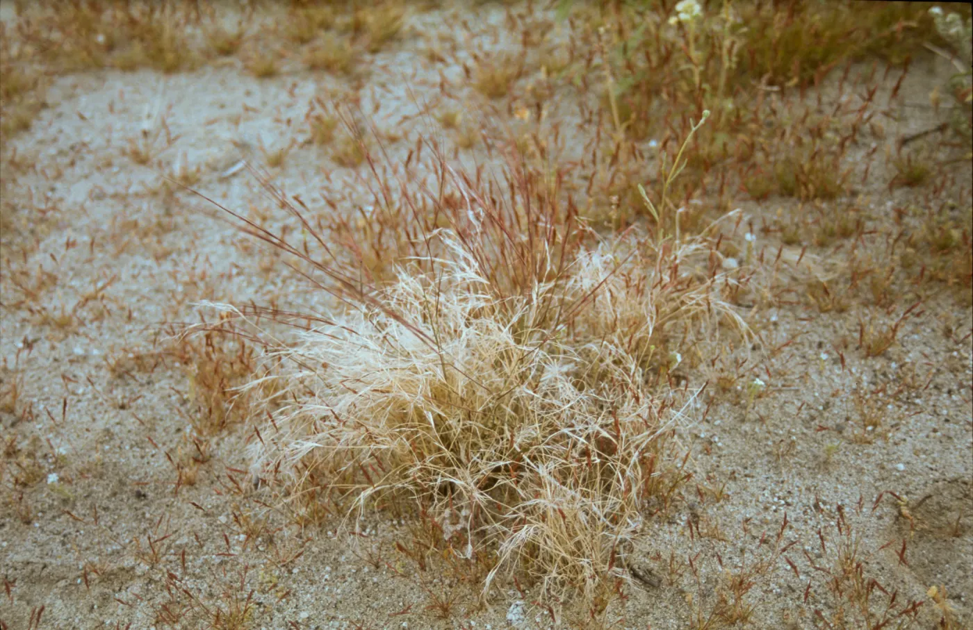 Aristida purpurea