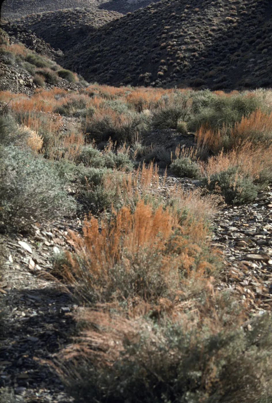 Death Valley National Park, Aguerreberryi Pt.