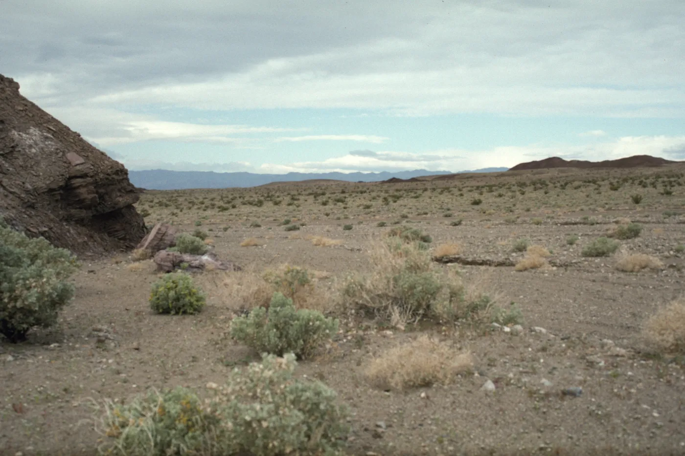 Atriplex hymenelytra