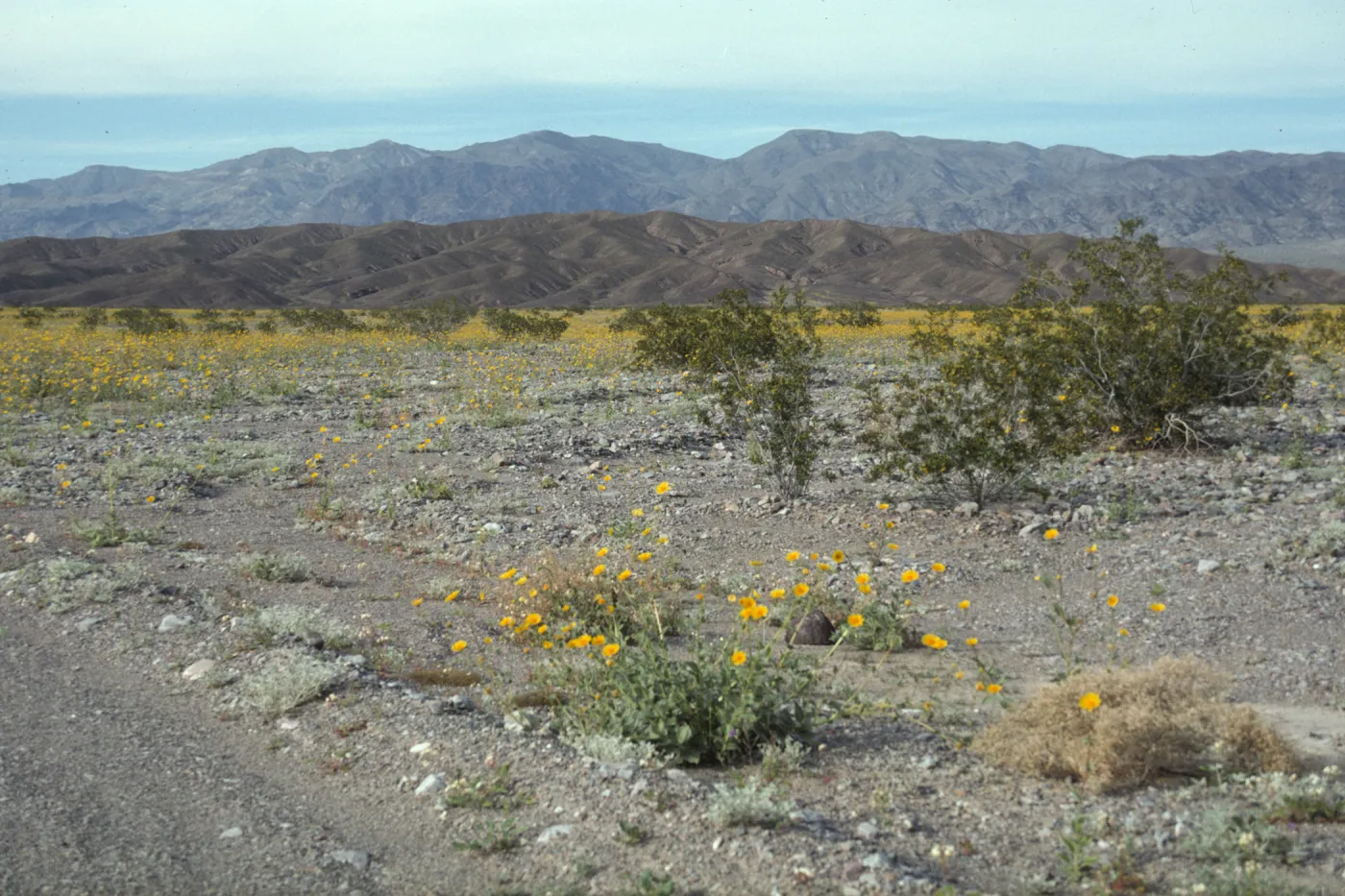 Geraea in Death Valley