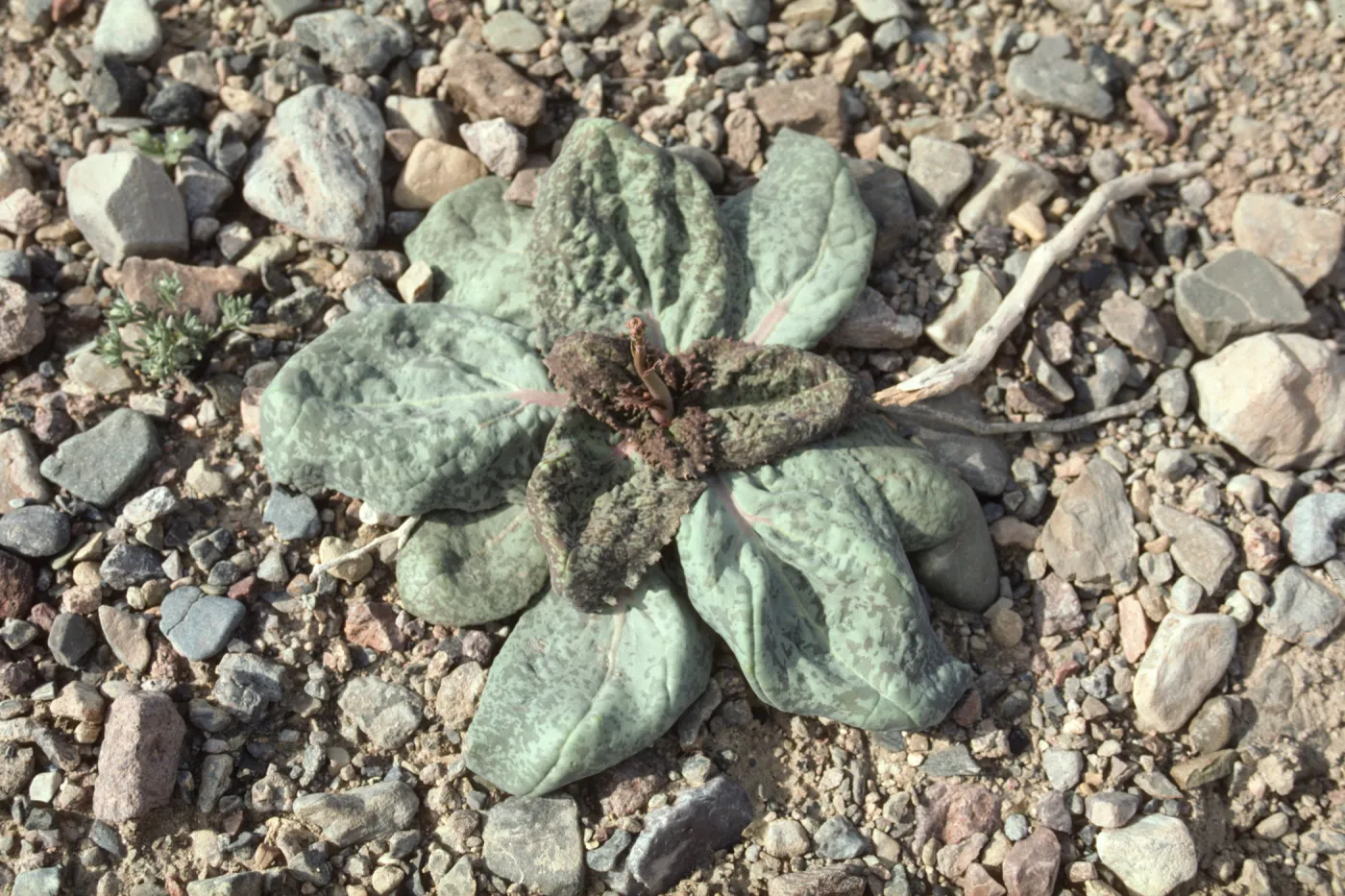 Grand Ghost , Atrichoseris platyphylla, Death valley