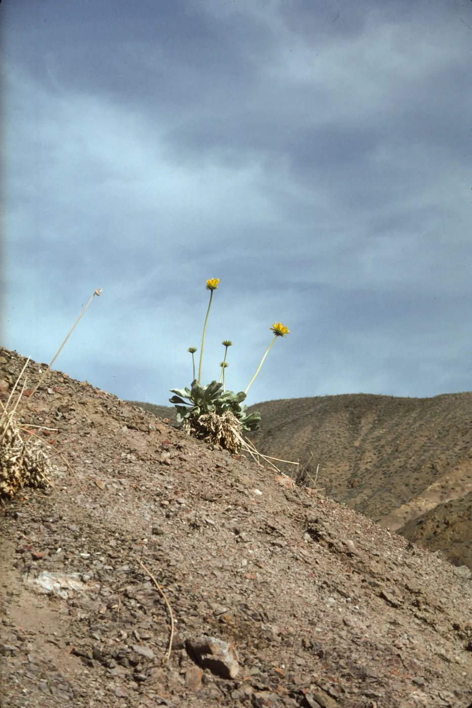 Enceliopsis covillei