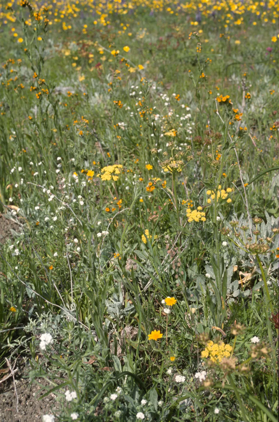 wildflowers, Figueroa Mountain