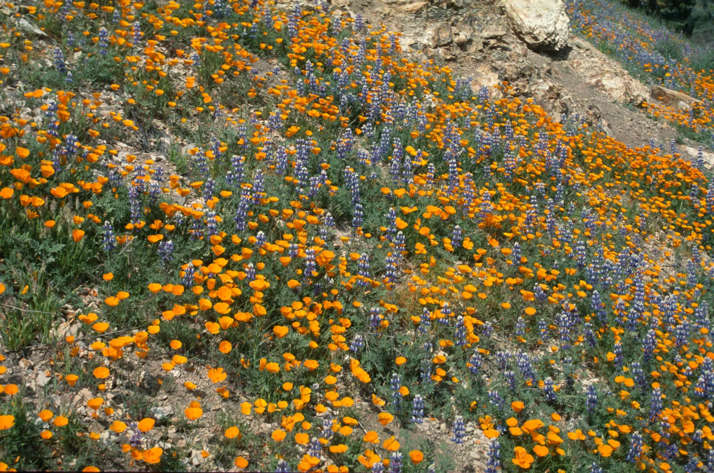 Eschscholzia californica and Lupinus nanus