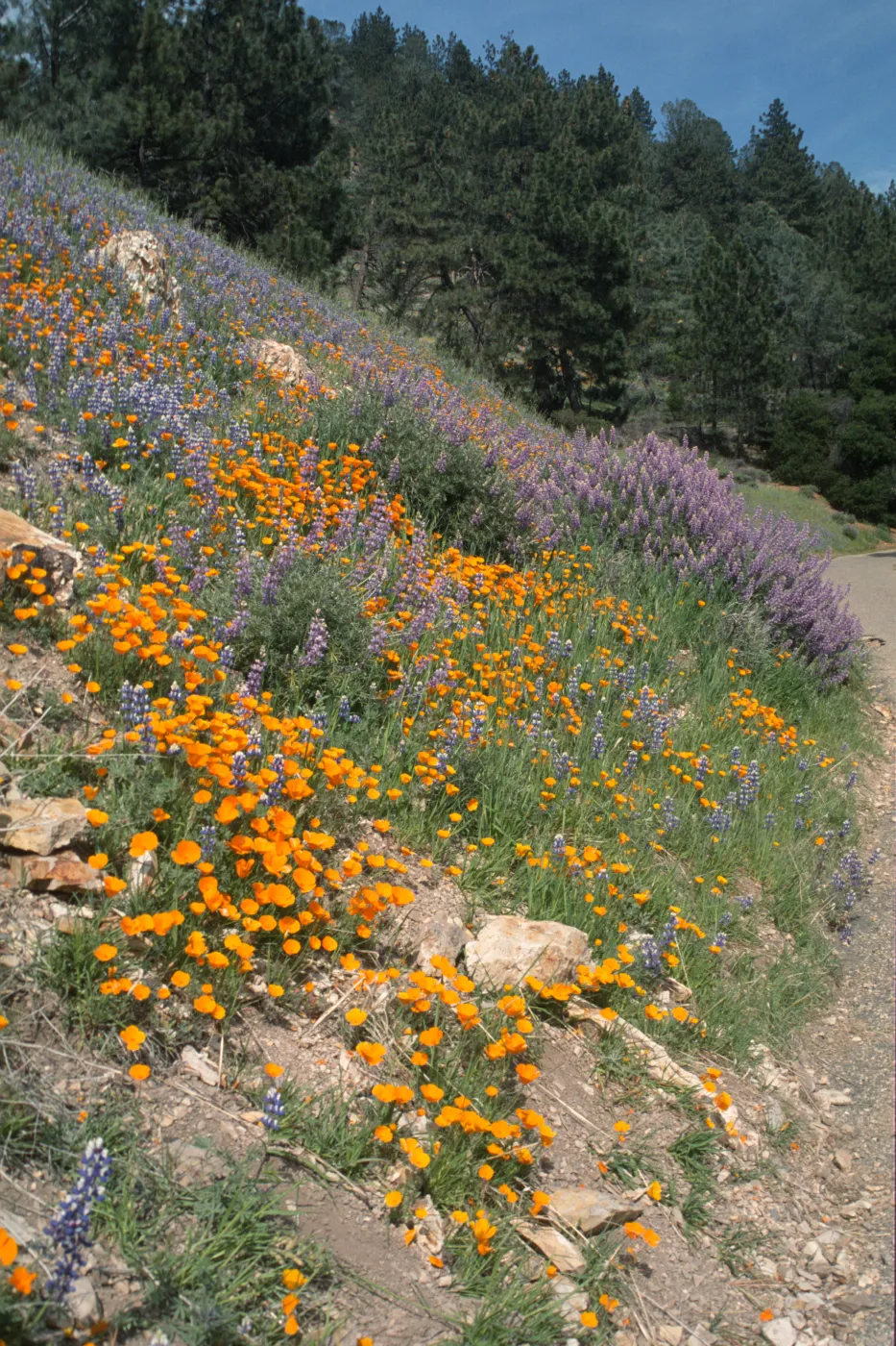 Poppies and lupines