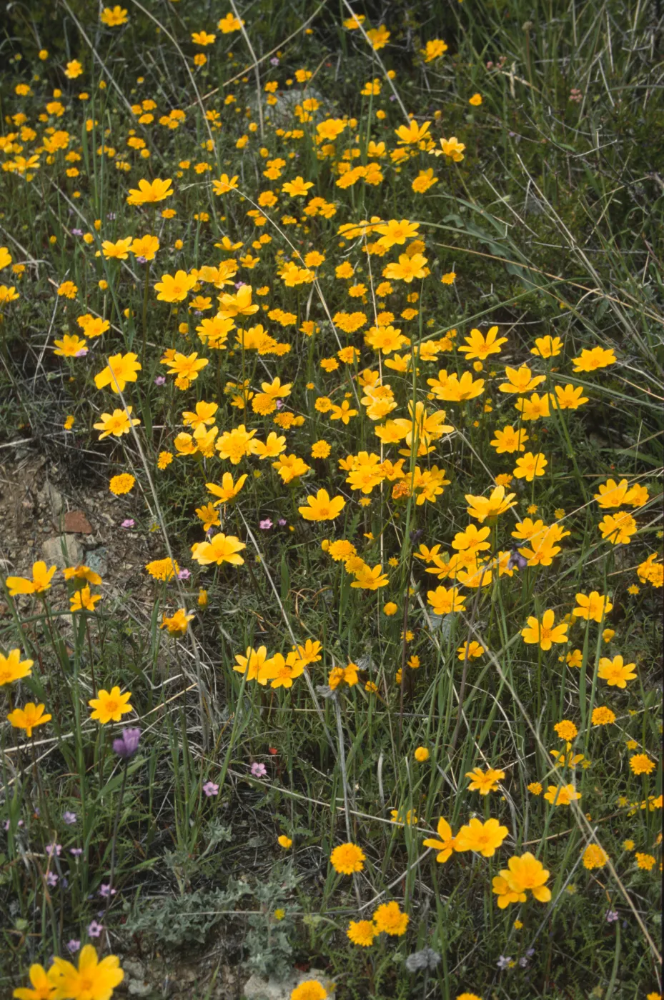 Coreopsis bigelovii
