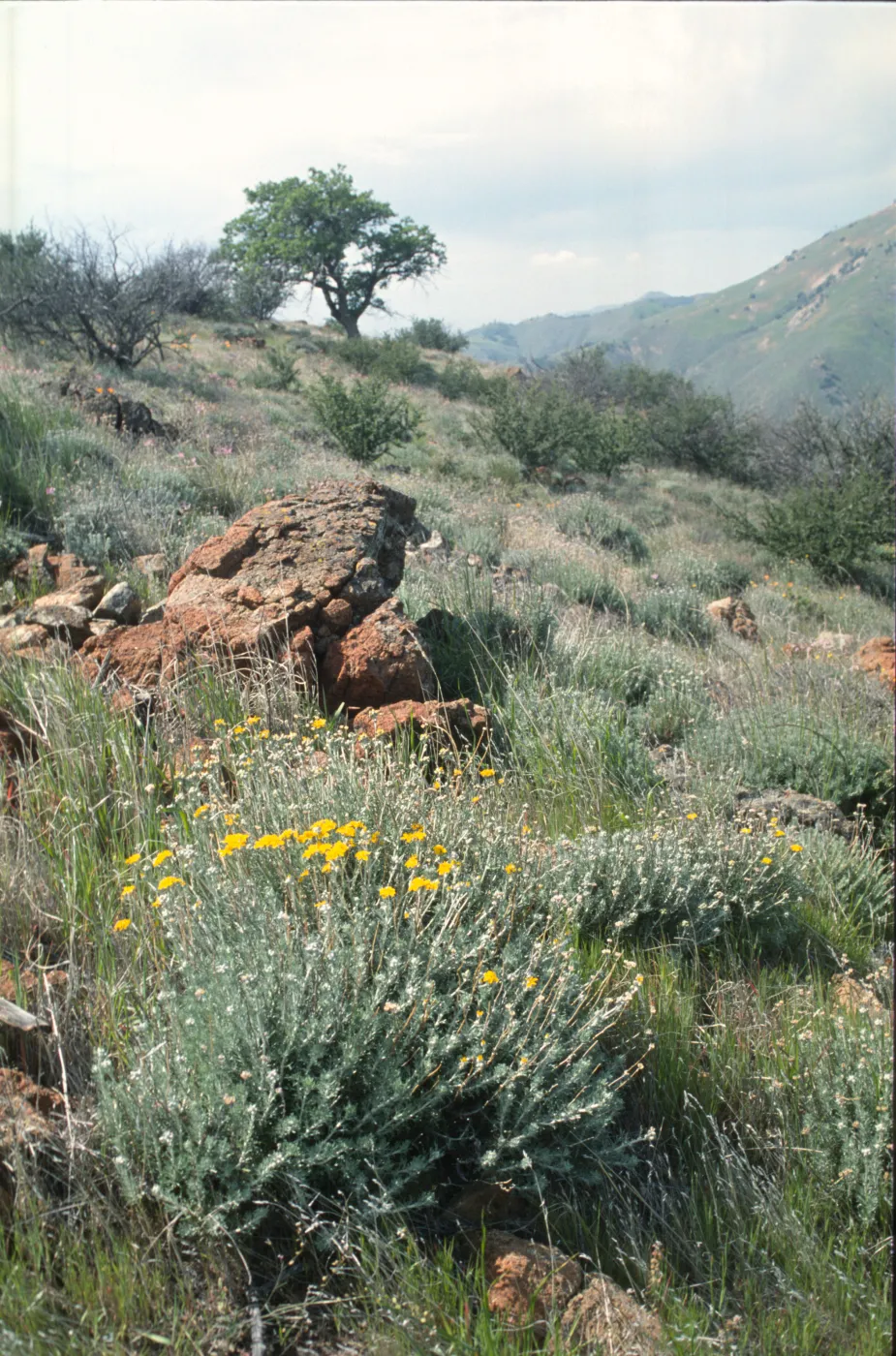 Eriophyllum confertiflorum