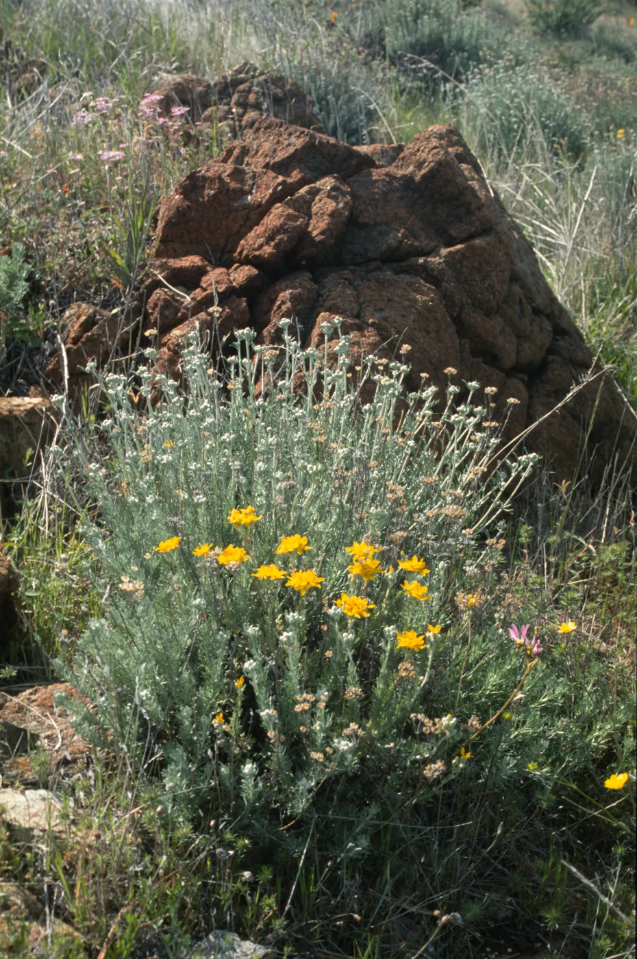 Eriophyllum confertiflorum