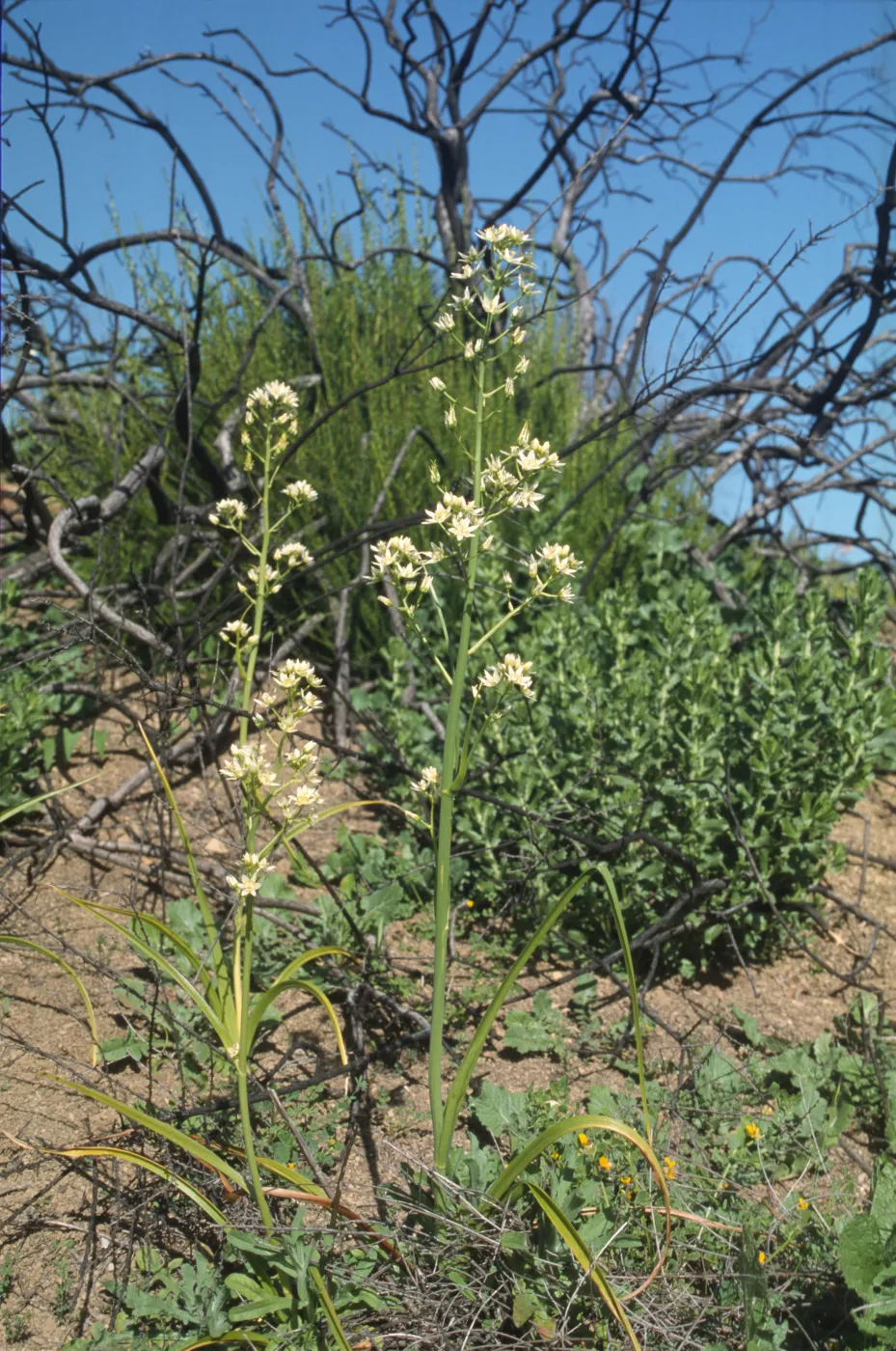 Zigadenus