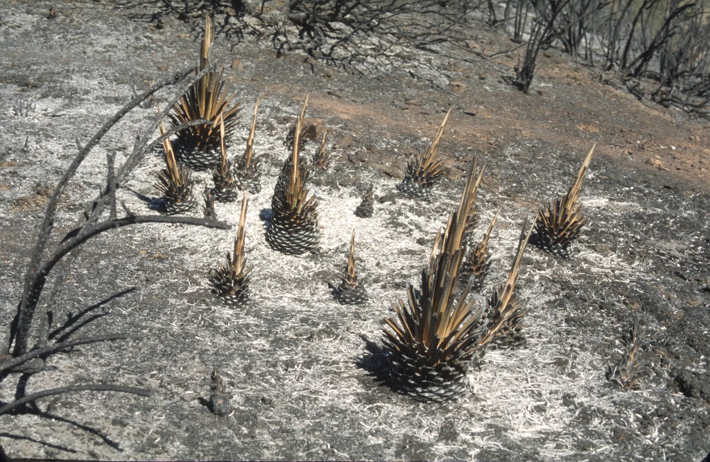 Burned yuccas, Sage Hill