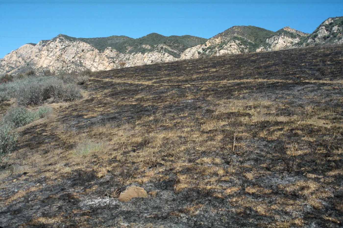 burned landscape, Sage Hill