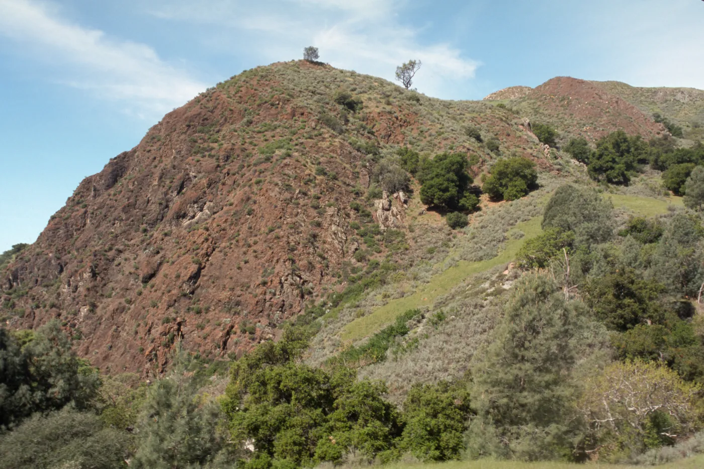 Foothill Woodland