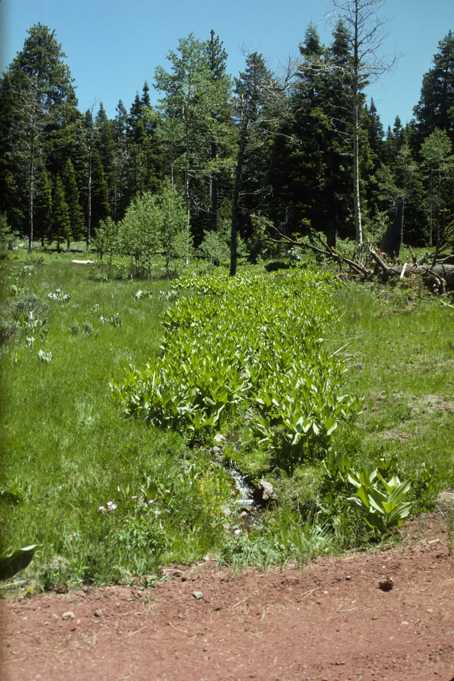 alpine meadow, Warner Mountains
