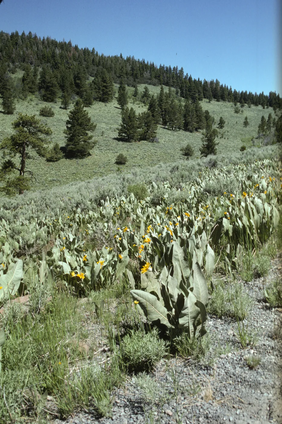 field of Wyethia, Warner Mountains