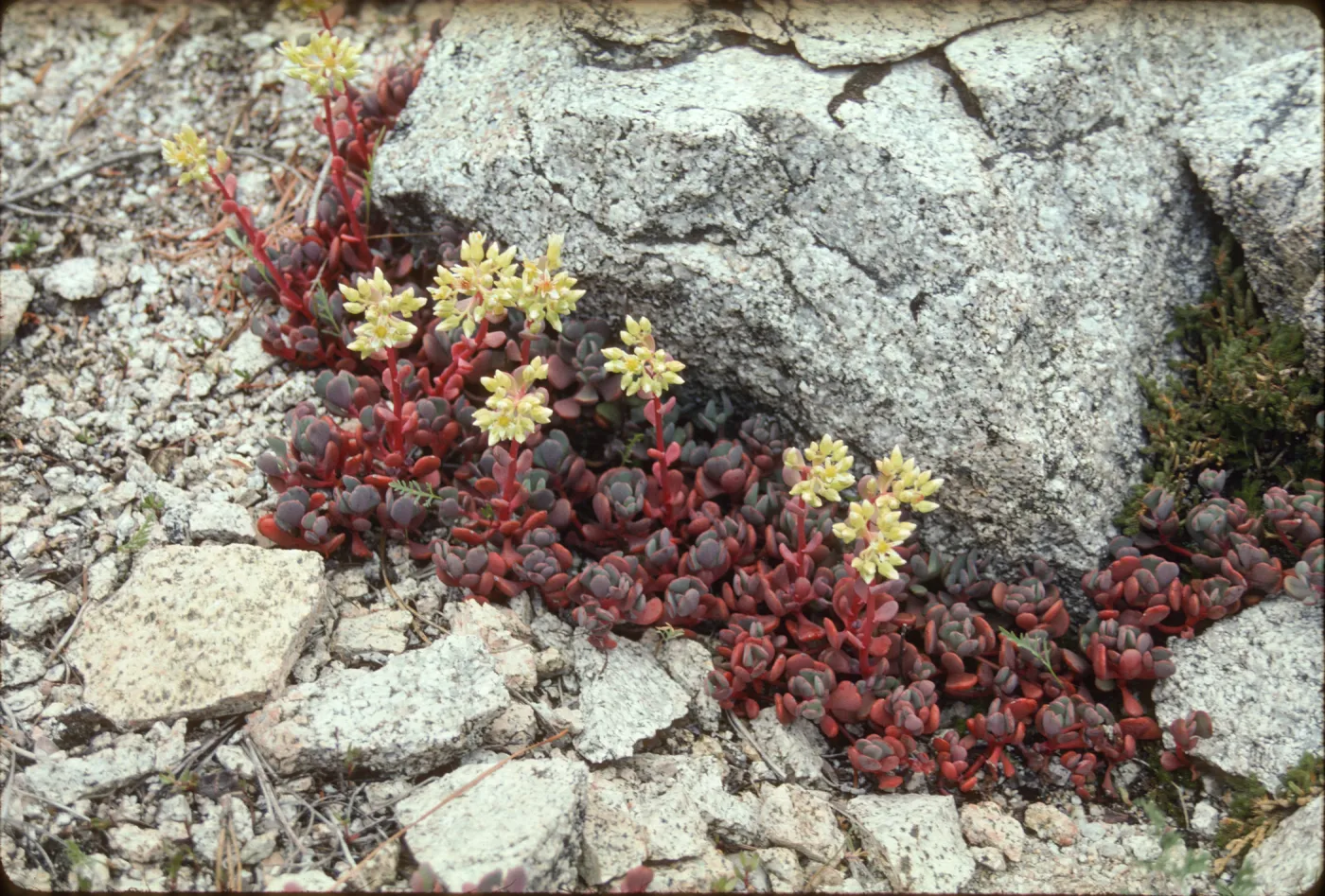 flowering Sedum