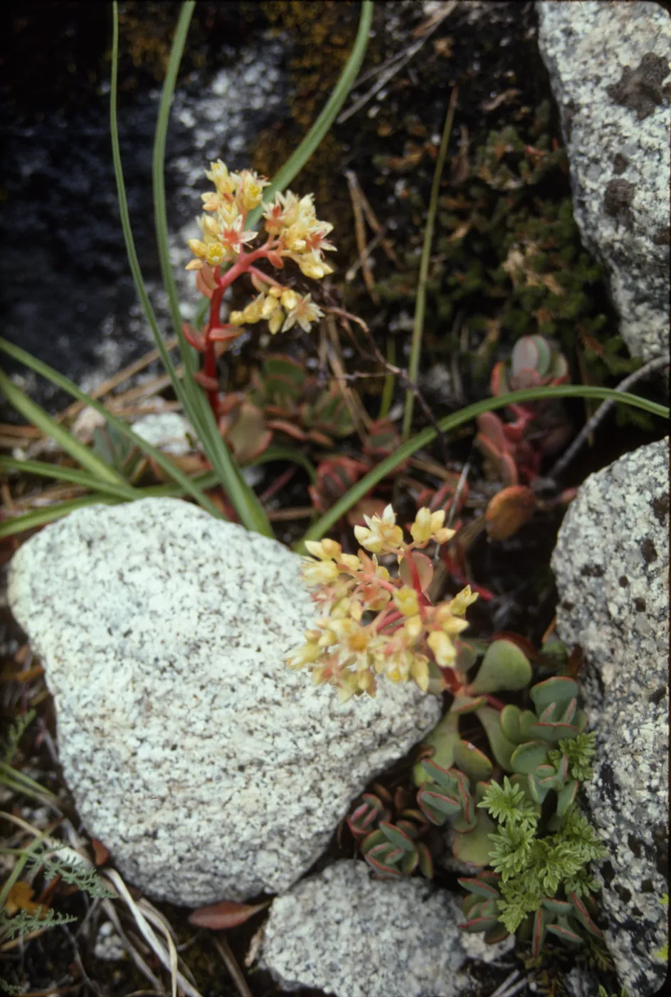 Sedum obtusatum ?