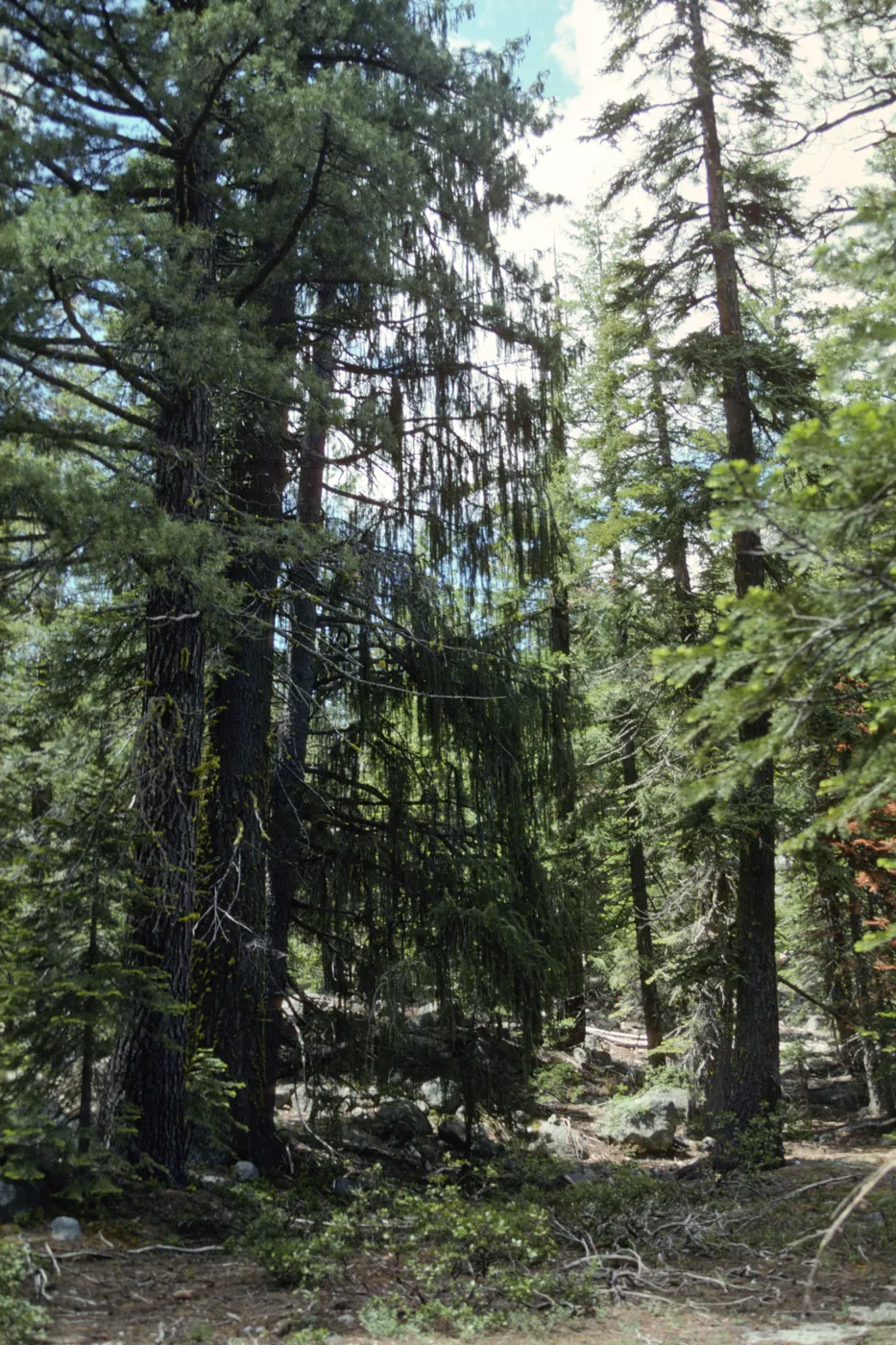 Picea breweriana, weeping tree