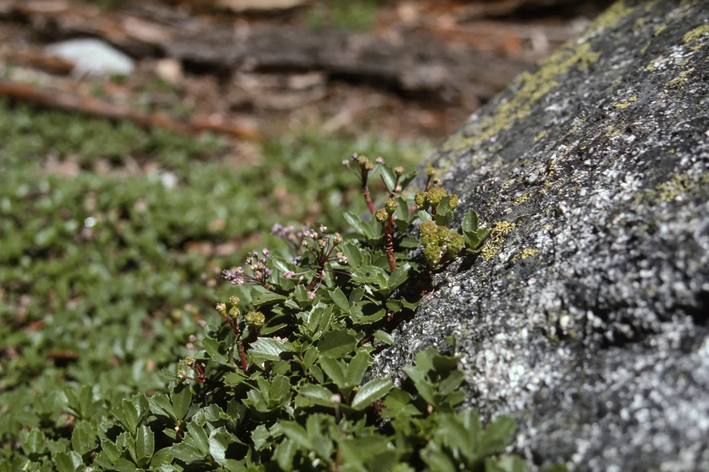 Ceanothus prostratus