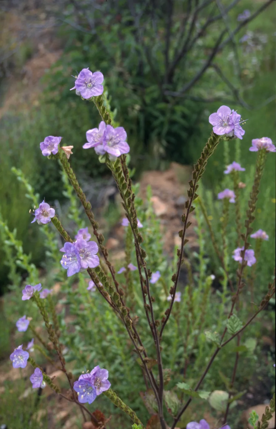 Phacelia