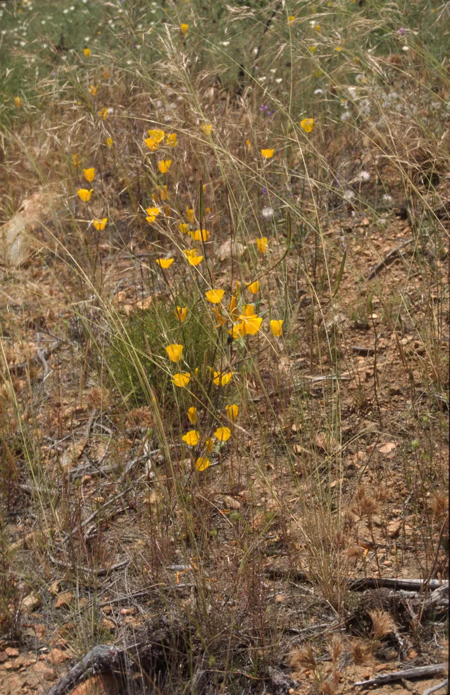 Calochortus weedii