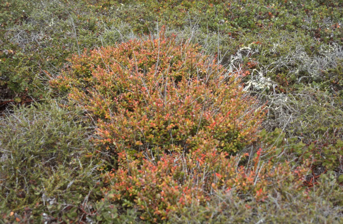 Vaccinium ovatum