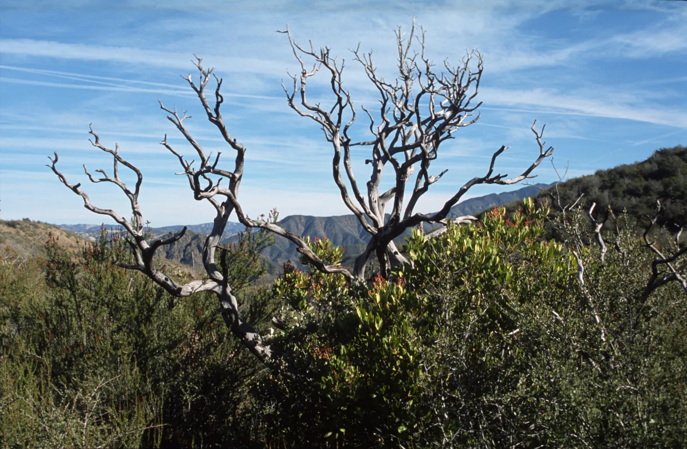 Arctostaphylos glauca skeleton