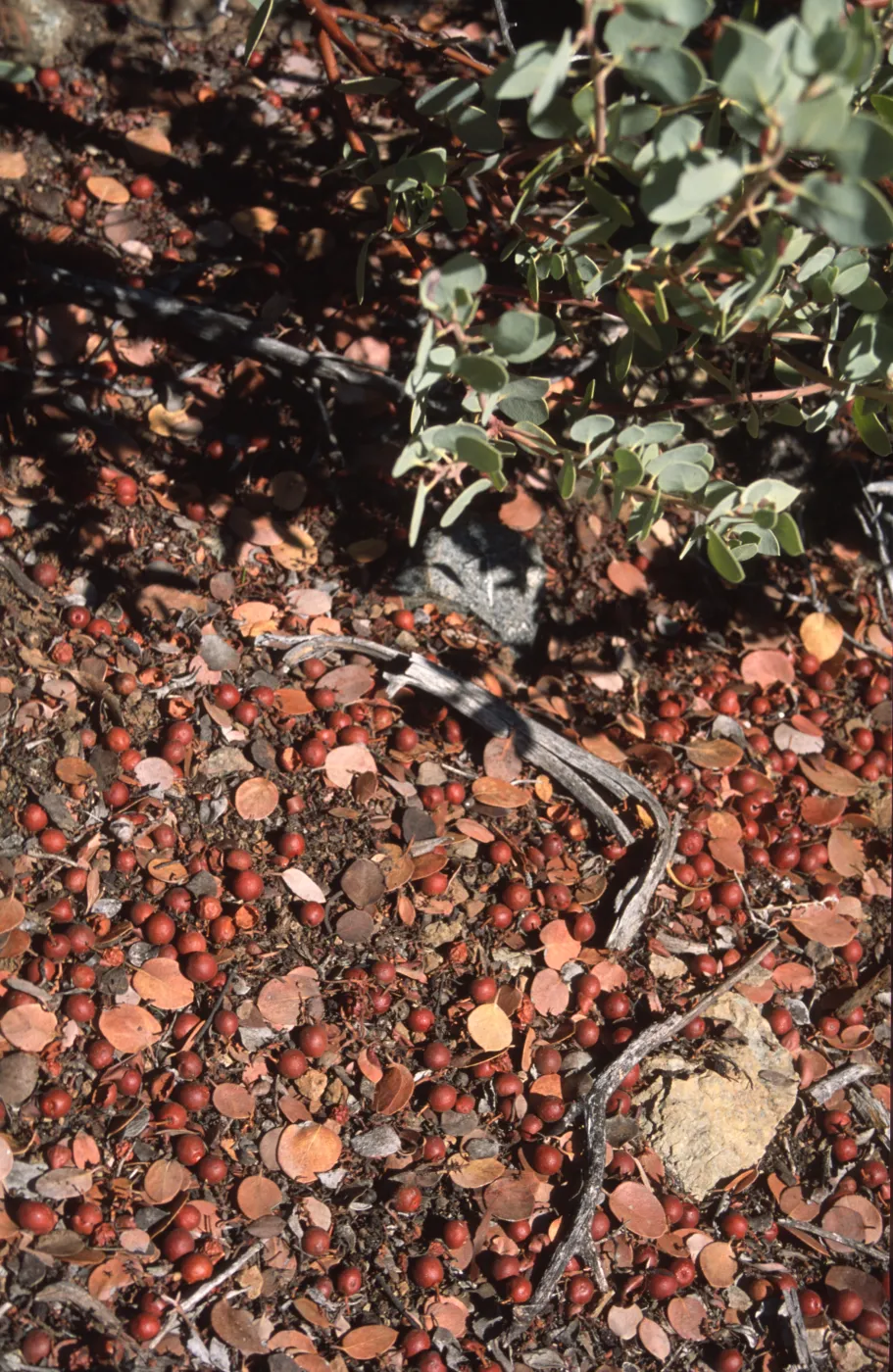Arctostaphylos (Manzanita) berries & leaves on ground
