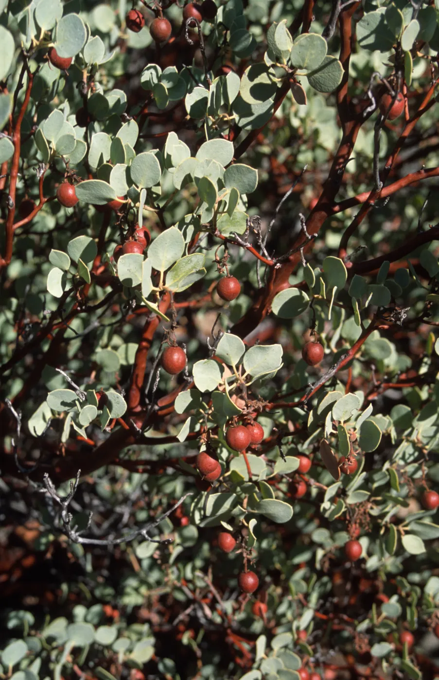 Arctostaphylos glauca