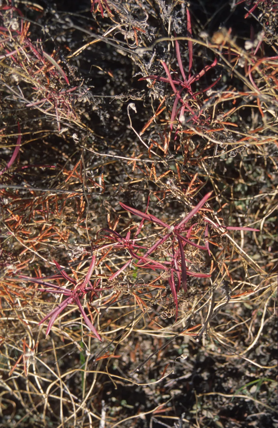 Penstemon heterophyllus