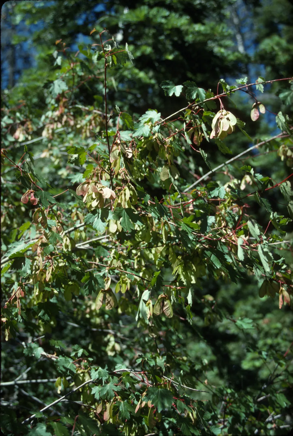 Acer glabrum