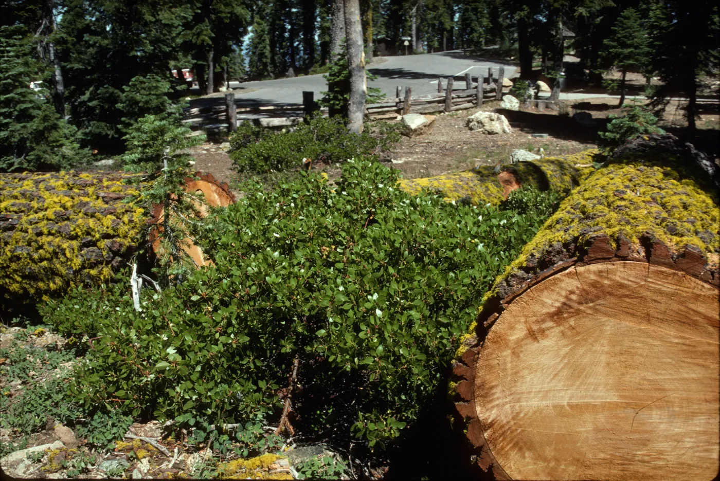 Arctostaphylos (Manzanita)