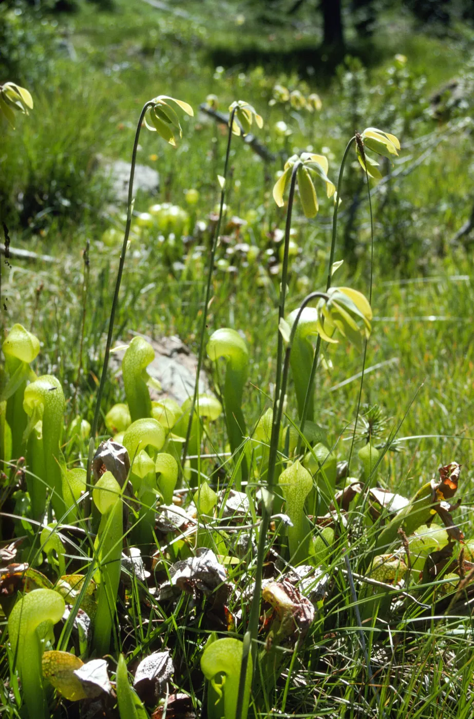 Darlingtonia