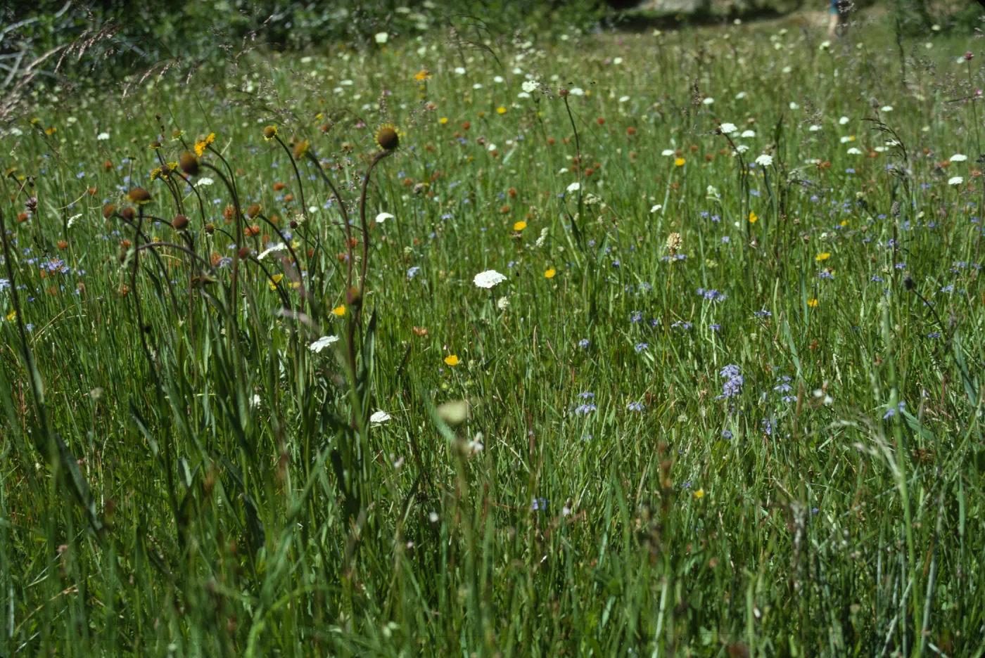 Wildflowers--Deadfall Meadows