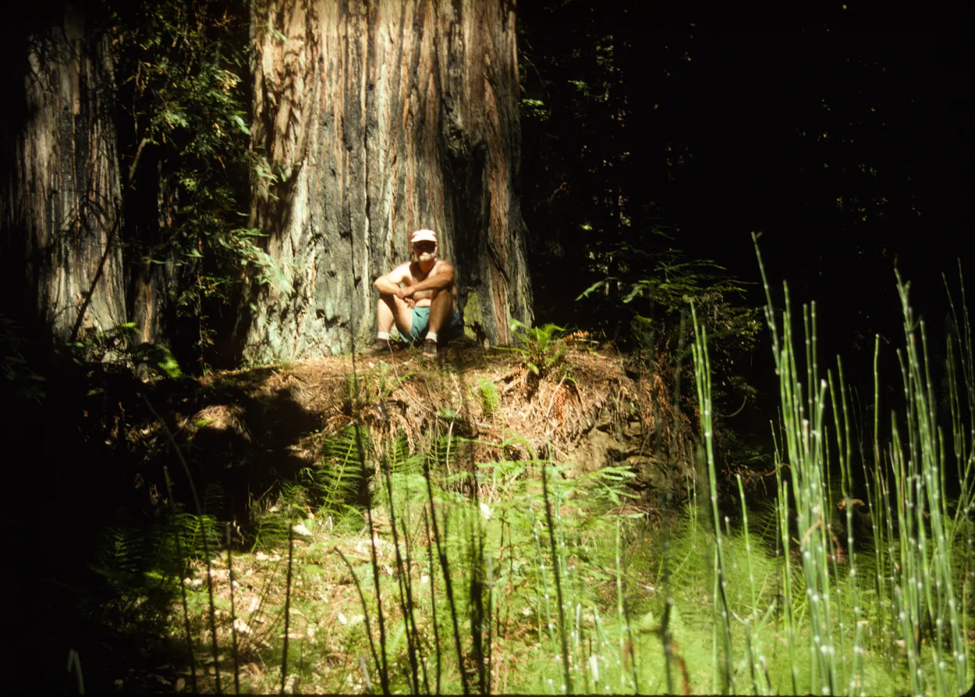 Equisetum & (Coast Redwood)