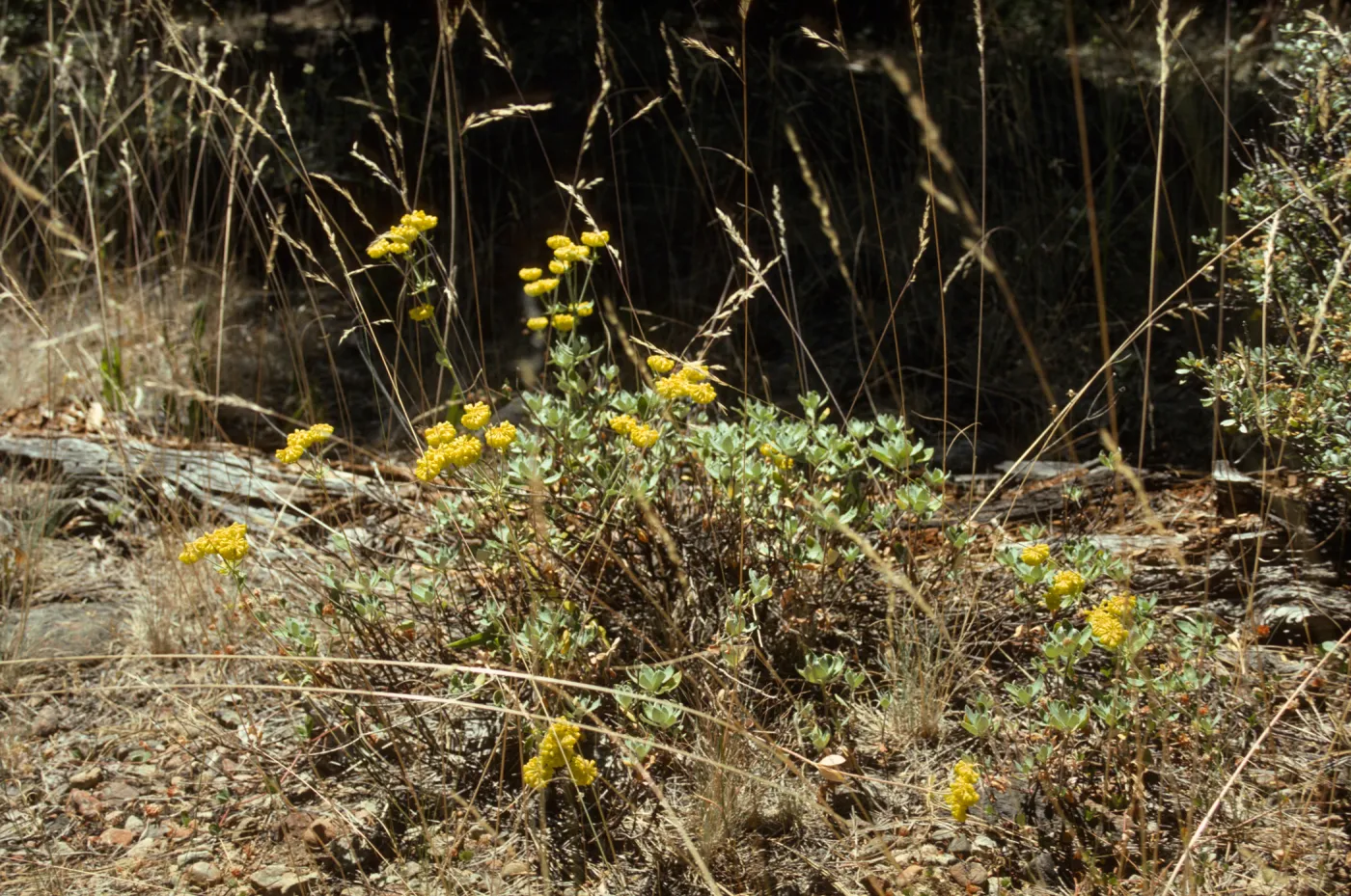 Eriogonum (wild buckwheat) 