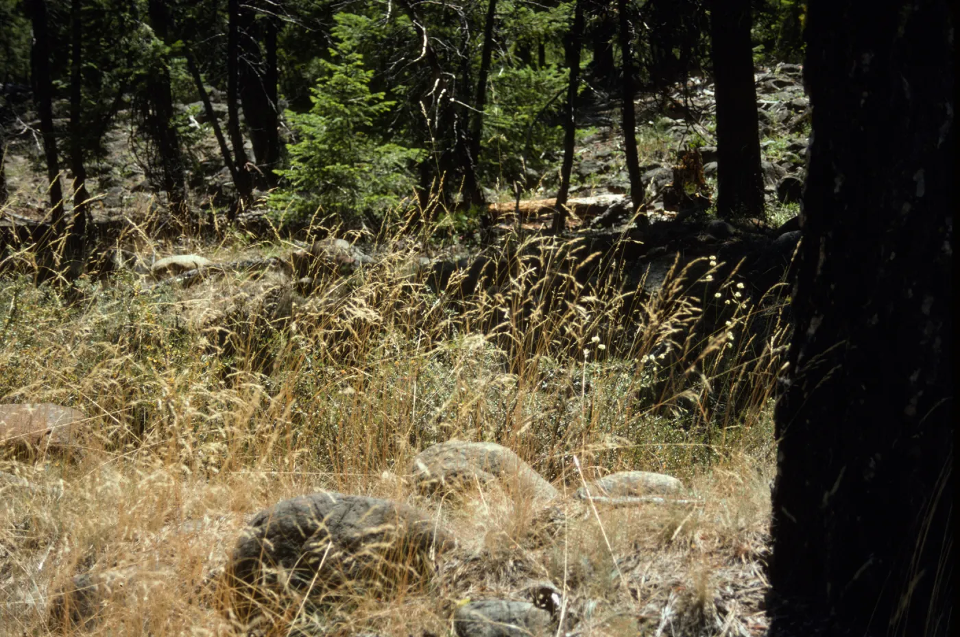 Preacher Meadow Grasses