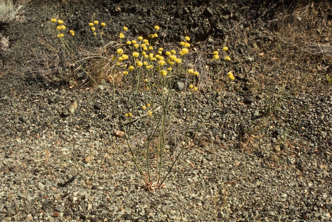 Eriogonum (wild buckwheat) , Hwy 33