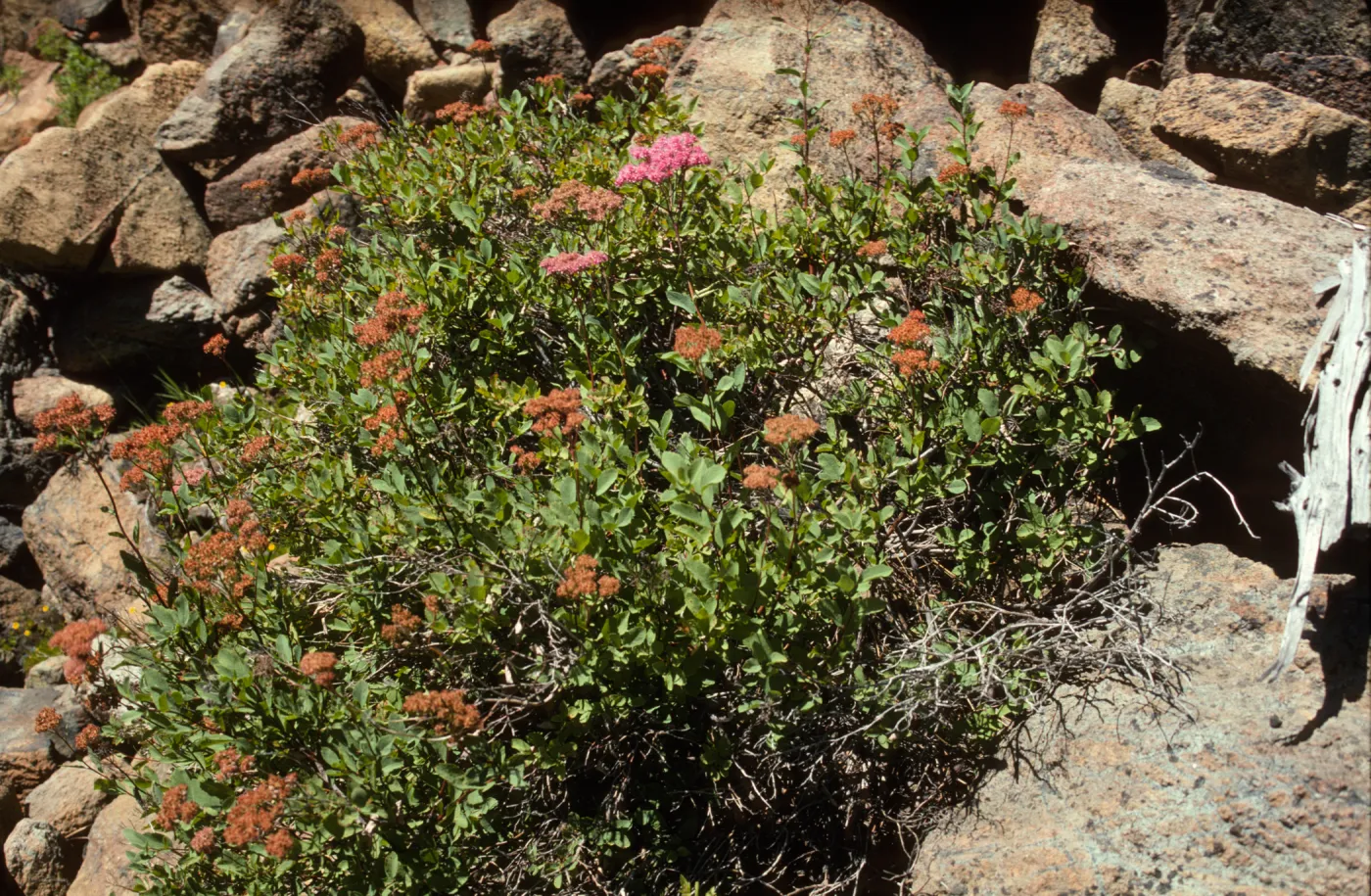 Spiraea