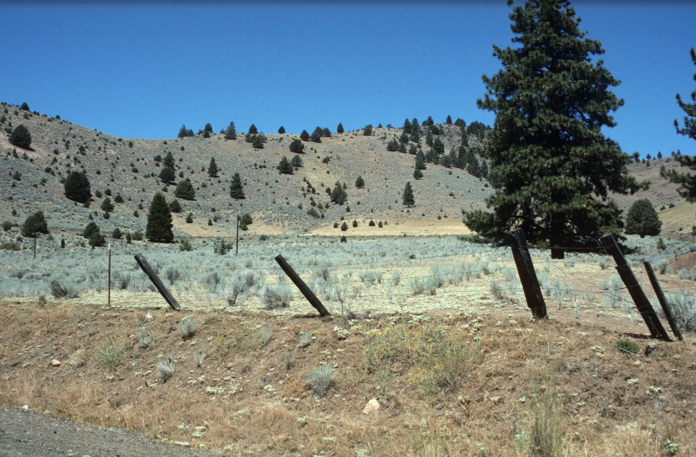 pinyon juniper woodland