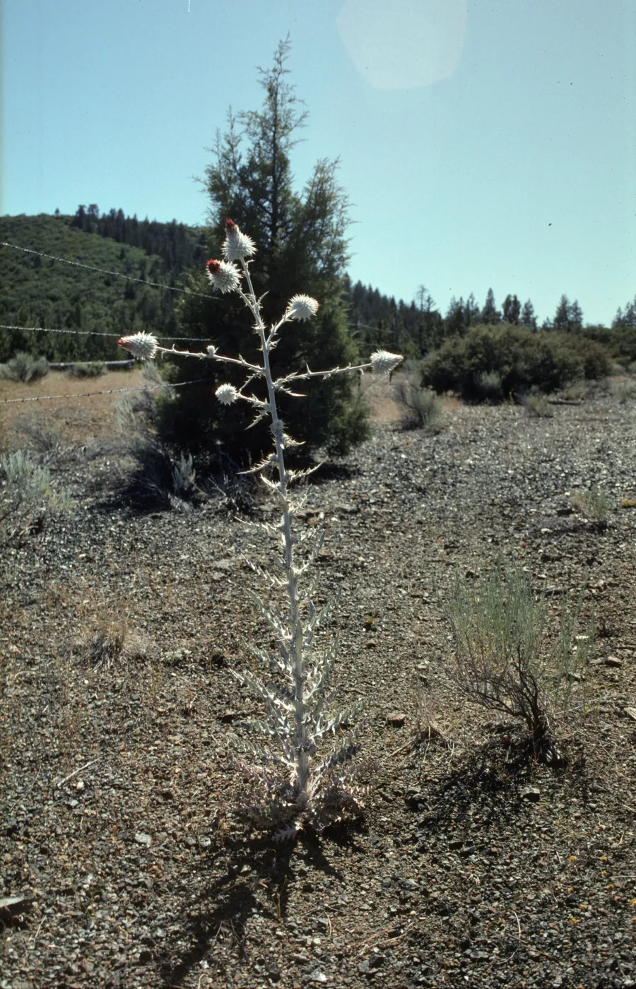 Cirsium