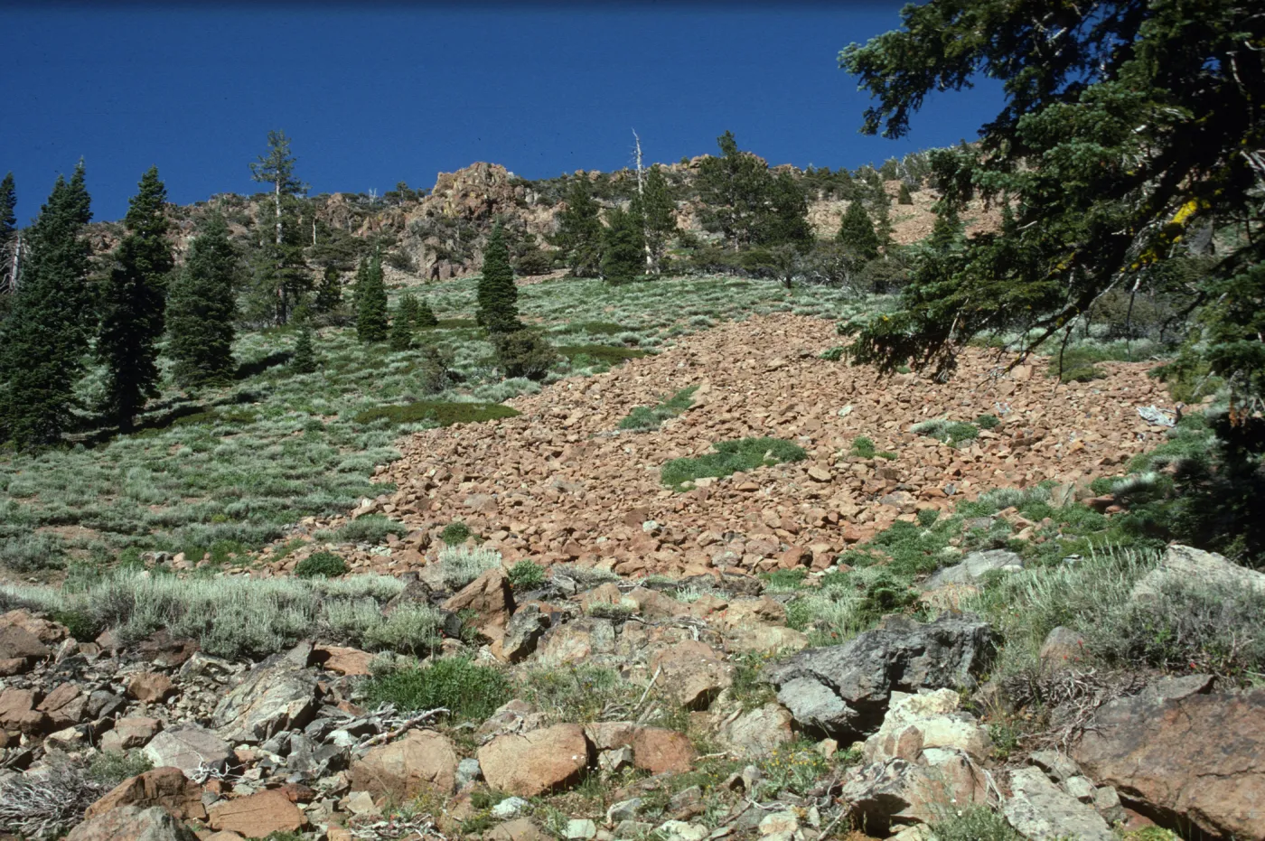 Talus slope & conifers