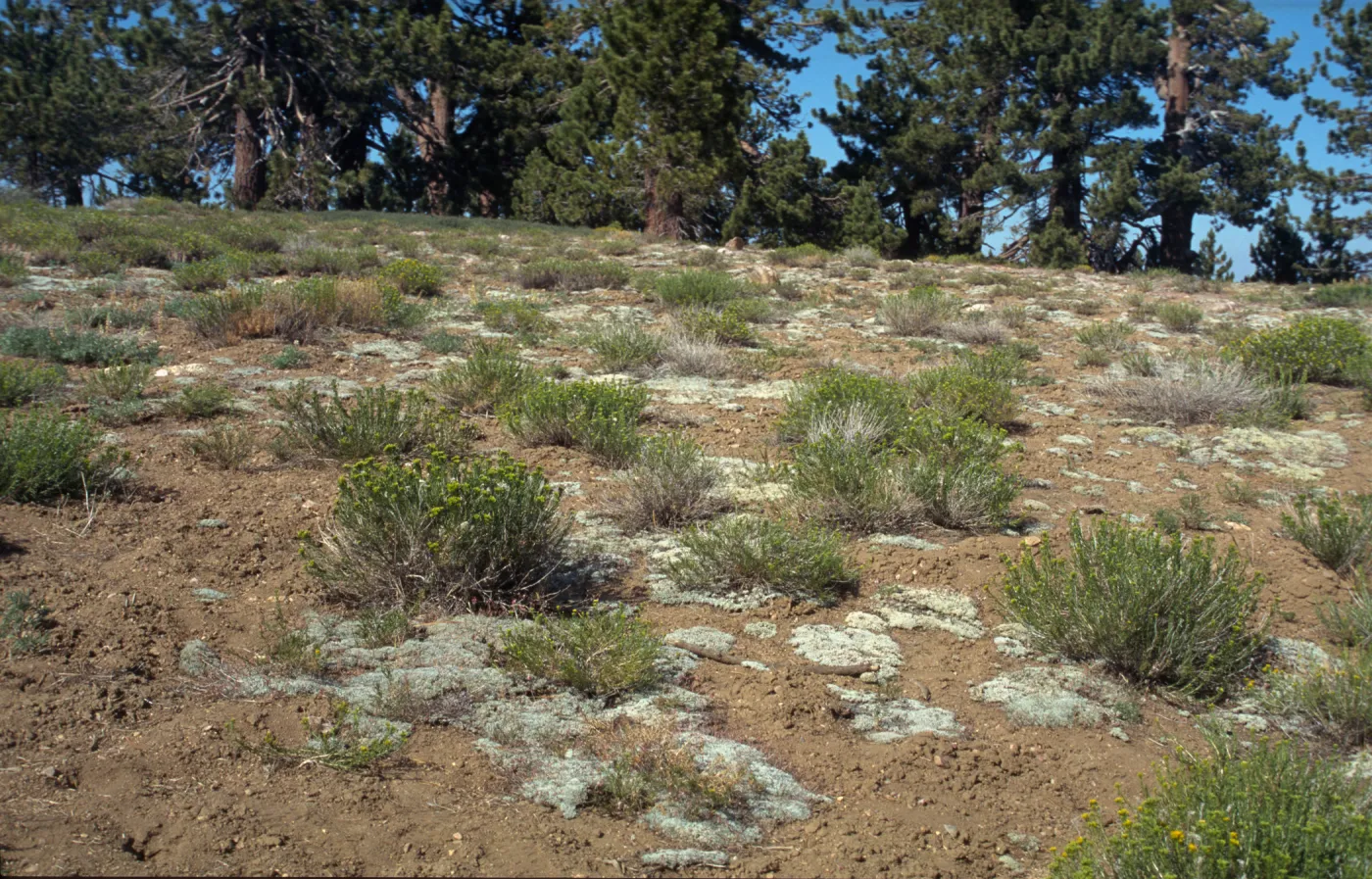 Eriogonum 'cow pies'