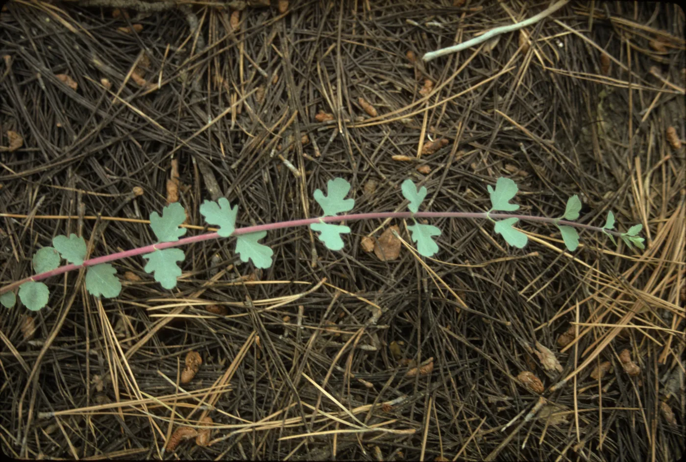 Symphoricarpos