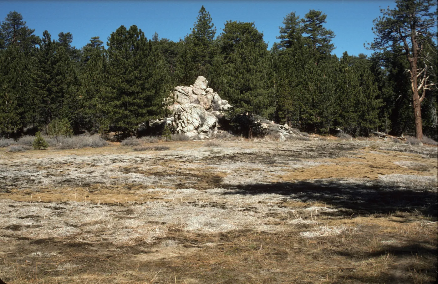 Iris meadow, dormant