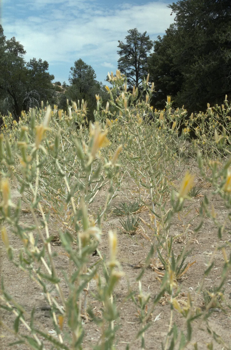 Mentzelia